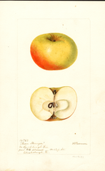Apples, Mason Stranger (1897)
