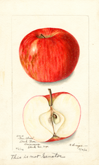 Apples, Oliver (1902)