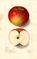 Apples, Oliver (1912)