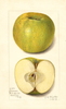 Apples, Mann (1913)