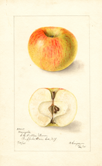 Apples, Marigold (1905)