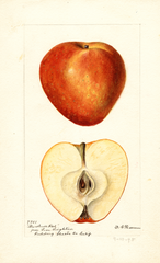 Apples, Marshall Red (1895)