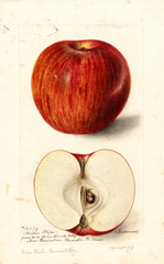 Apples, Martha Stripe (1898)