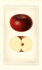 Apples, Martin (1929)