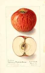 Apples, Roundaway Magnum Bonum (1907)