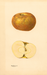 Apples, Roxbury (1932)