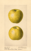 Apples, Roxbury (1921)