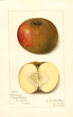Apples, Roxbury (1913)