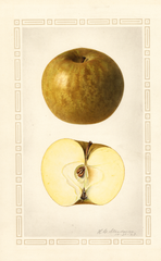 Apples, Roxbury (1923)