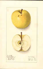 Apples, White Catline (1910)