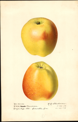 Apples, White Pearmain (1918)
