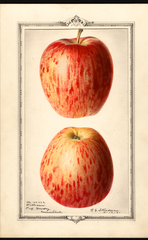 Apples, Williams (1921)