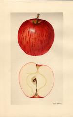 Apples, Williams (1928)
