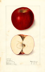 Apples, Jonathan (1911)