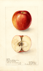 Apples, Newtown Spitzenburg (1905)