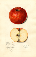Apples, Newtown Spitzenburg (1916)