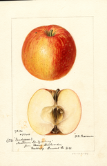 Apples, Newtown Spitzenburg (1894)