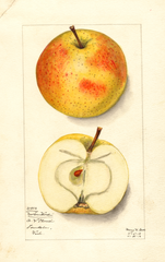 Apples, Newton Wonder (1912)
