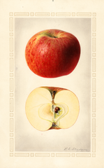 Apples, Nickajack (1923)