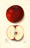 Apples, Nickajack (1912)