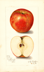 Apples, Nick (1908)