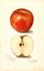 Apples, Nick (1908)