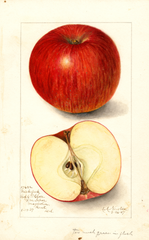 Apples, Nickajack (1907)