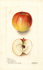 Apples, Noble Sovar (1902)