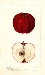 Apples, Noble Sovar (1896)