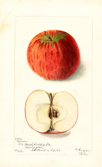 Apples, Norman (1902)