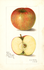 Apples, No Core (1908)