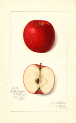 Apples, North Carolina Keeper (1914)