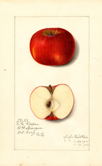 Apples, North Carolina Keeper (1915)
