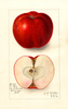Apples, Northern Spy (1912)