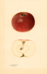 Apples, Onslow (1931)