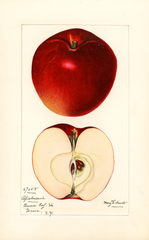 Apples, Opalescent