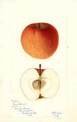 Apples, Pine Stump (1897)