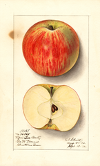 Apples, Pipers Fall Beauty (1912)