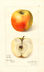 Apples, Ortley (1913)