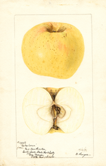 Apples, Oskaloosa (1896)