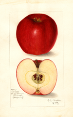 Apples, Oswego (1908)