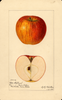 Apples, Otto Schlegel (1921)