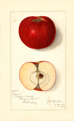 Apples, Ozone (1913)