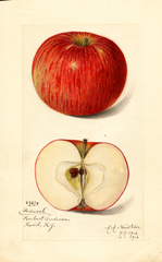 Apples, Paducah (1916)