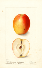 Apples, Sary Sinap (1900)