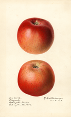Apples, Pinnacle (1919)