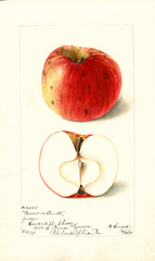 Apples, Pocono (1899)