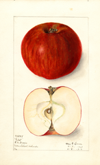 Apples, Pilot (1910)