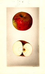 Apples, Petite Douce Rousse (1928)