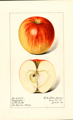 Apples, Poppleton (1916)